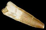 Bargain, Spinosaurus Tooth - Real Dinosaur Tooth #180293-1